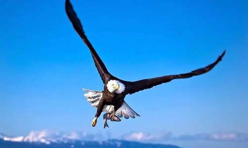 我多想保护你《小房子》教学设计