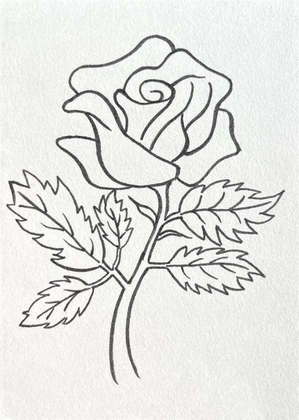 红玫瑰花简笔画图片教程简单