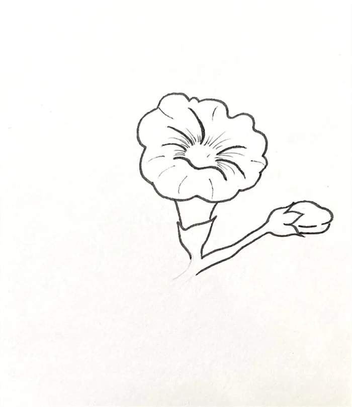 牵牛花简笔画图片教程简单