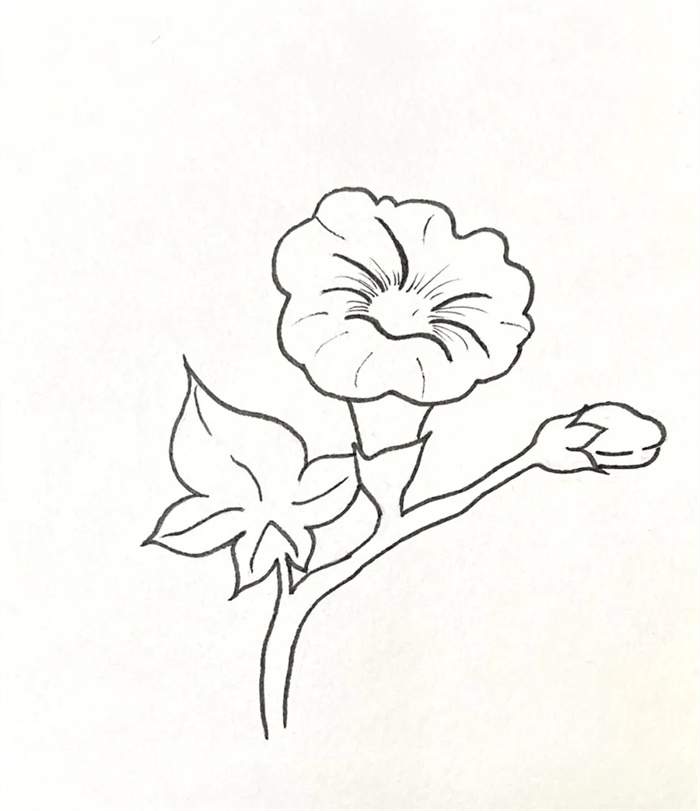 牵牛花简笔画图片教程简单