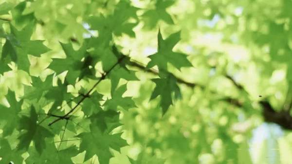 五月你好的简短句子文案