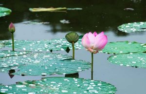 春天，10首与花有关的古诗