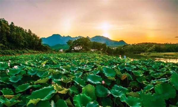 关于夏天的成语和诗句