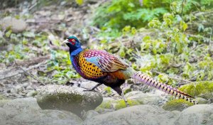 儿童睡前故事：美丽的尾巴