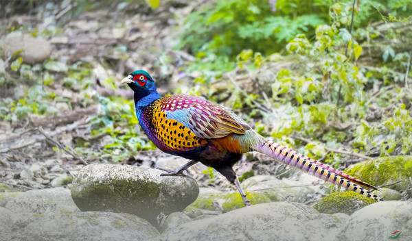 儿童睡前故事：美丽的尾巴