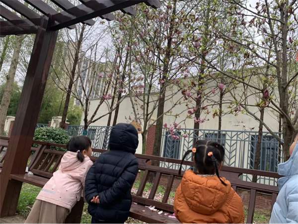 幼儿园植物观察记录案例：广玉兰开花了