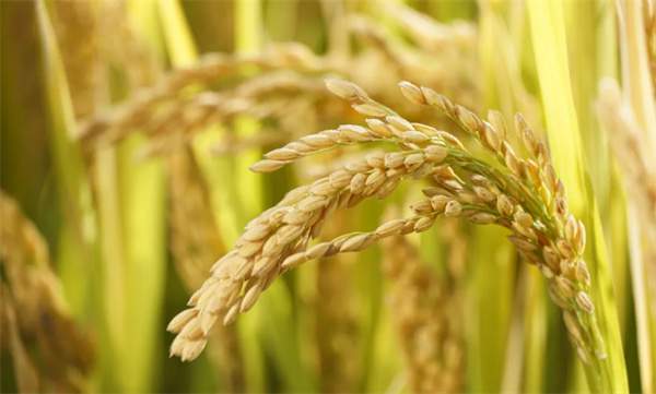 6月幼儿园国旗下讲话演稿主题范文