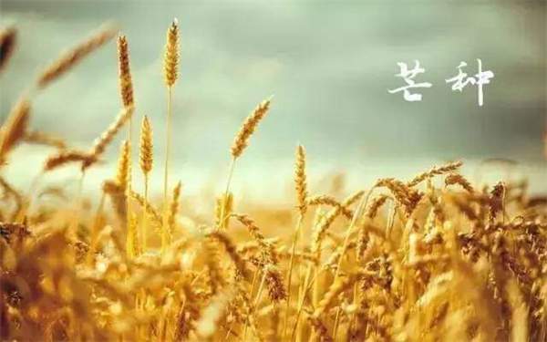 30首关于芒种的经典古诗词