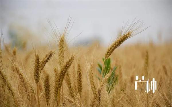 30首关于芒种的经典古诗词