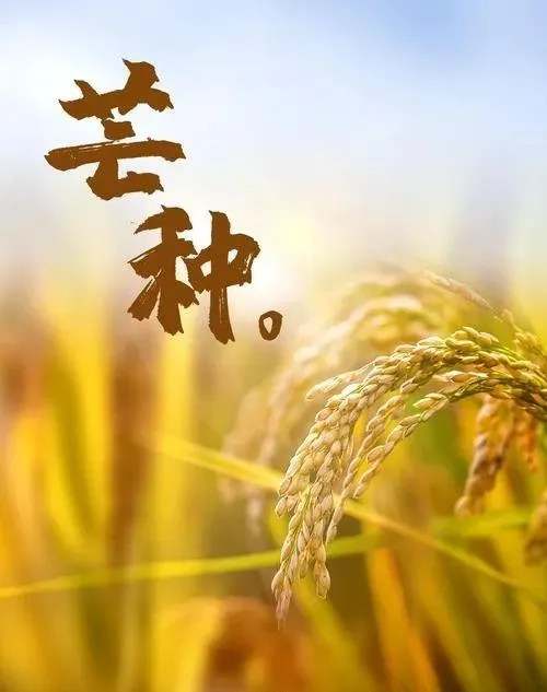 二十四节气芒种的特点与传统习俗