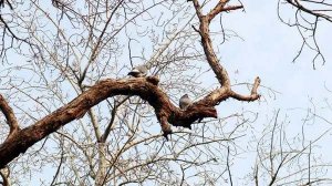 儿童睡前故事：消失的树枝故事