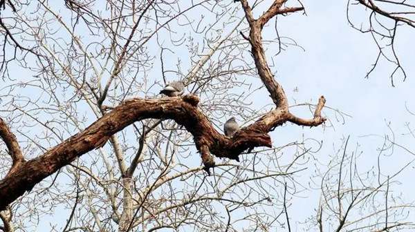 儿童睡前故事：消失的树枝故事