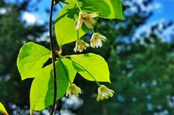 10首最美夏至古诗词