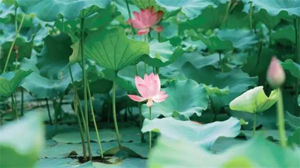 10首最美夏至古诗词