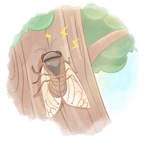 夏至节气知多少 夏至三候是什么