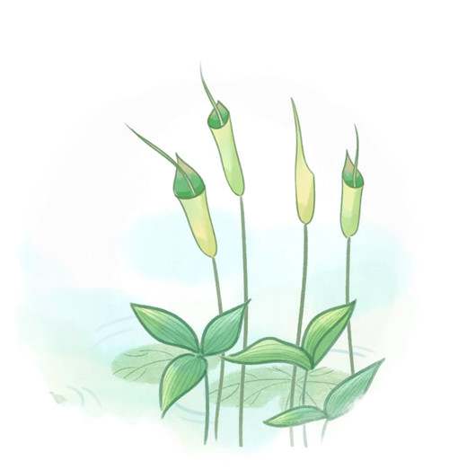 夏至节气知多少 夏至三候是什么