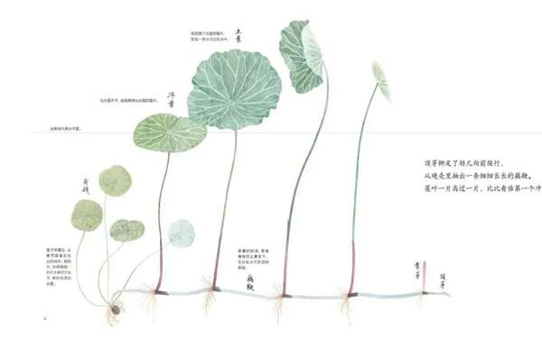 夏天到了，推荐几本适合夏天的绘本