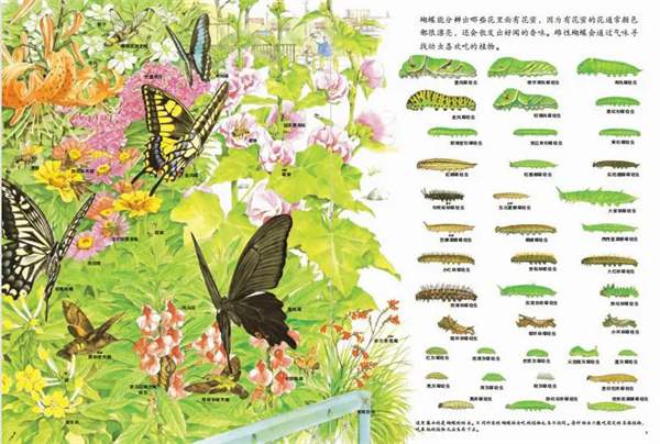 夏天到了，推荐几本适合夏天的绘本