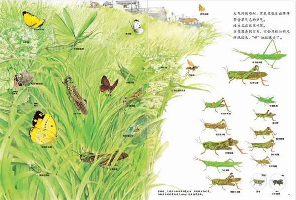 夏天到了，推荐几本适合夏天的绘本