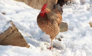 儿童睡前故事：小雪花