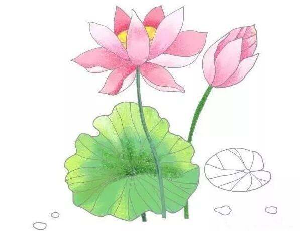 夏日荷花简笔画图片教程