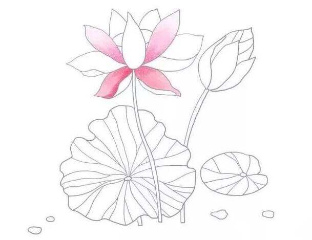 夏日荷花简笔画图片教程