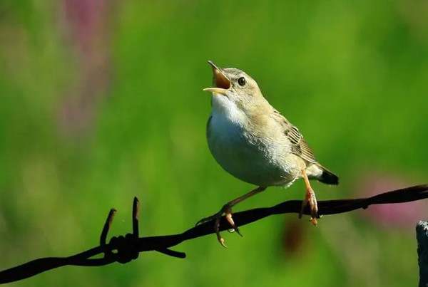 儿童睡前故事：鸟儿在歌唱