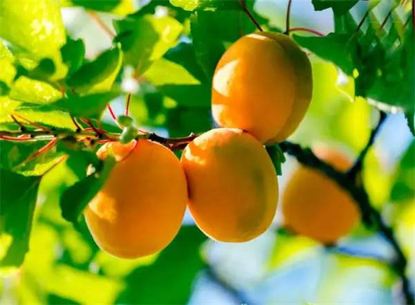 10首最美小暑古诗词，遇见最美夏日时光