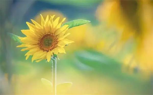 10首最美小暑古诗词，遇见最美夏日时光