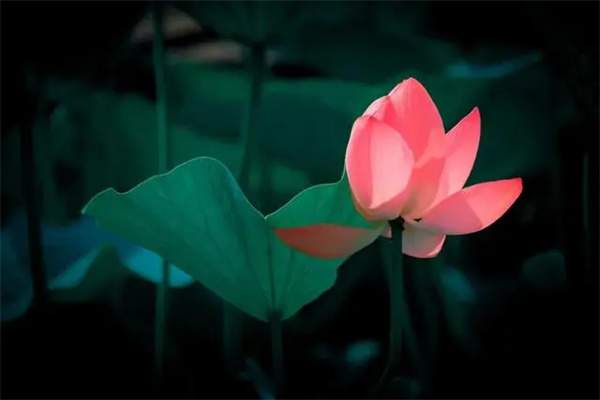 10首最美小暑古诗词，遇见最美夏日时光