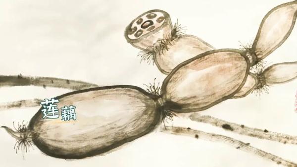 小暑三宝 莲藕