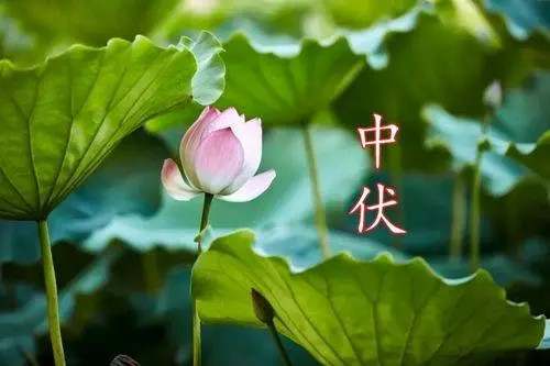 今年三伏天是什么时间2024年