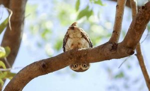 儿童睡前故事：猫头鹰宝宝