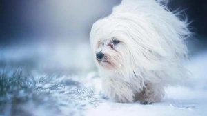 儿童睡前故事：白毯子小狗