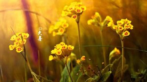 大暑节气唯美句子94句