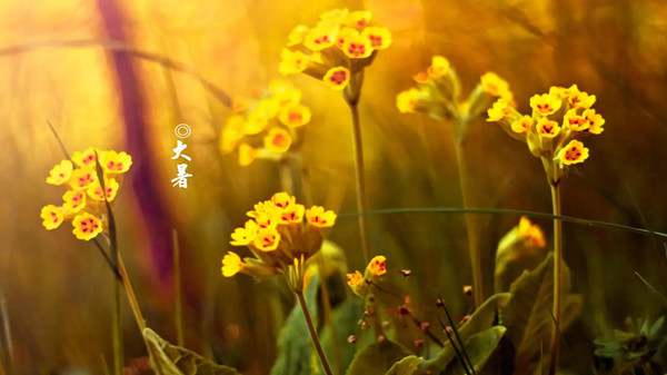 大暑节气唯美句子94句