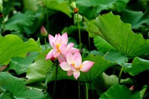 描写夏天的成语大全，写作文不怕词穷