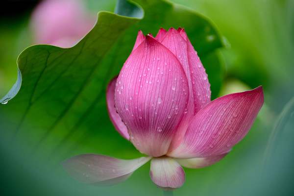 夏日祝福语句句暖人心29句