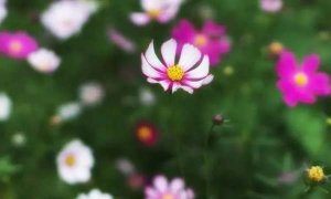 关于夏天的优美句子19句