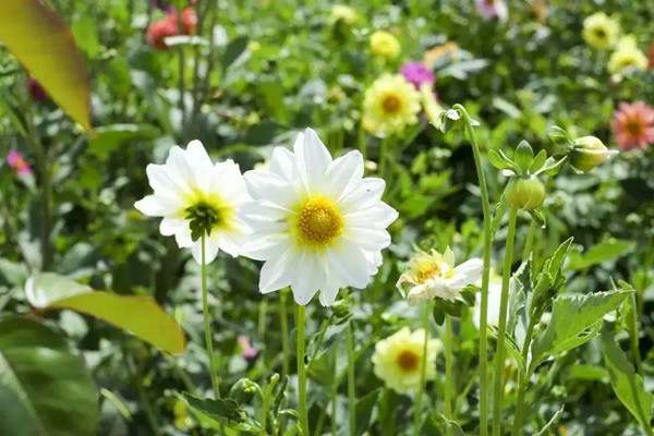 适合夏天的文案100句