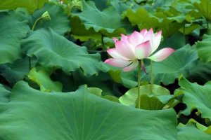 夏天高温炎热天气关心的句子94句