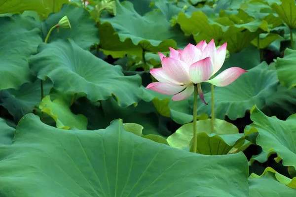 夏天高温炎热天气关心的句子94句