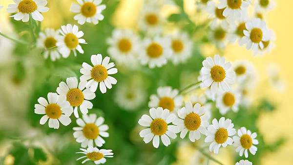 作文好词好句摘抄