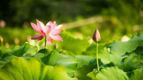 夏天天气炎热关心祝福语86句