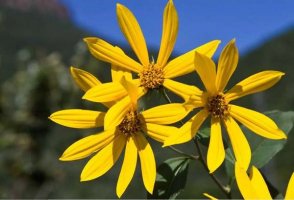 描写夏天天气很热的句子21句