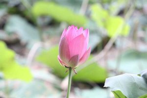 天气炎热温馨提示问候语，夏天高温关心祝福语