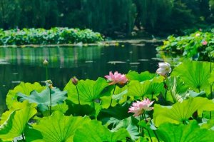 描写夏天景色的诗句61句