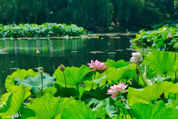 描写夏天景色的诗句61句