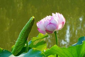 适合夏天炎热天气的关心祝福语60句