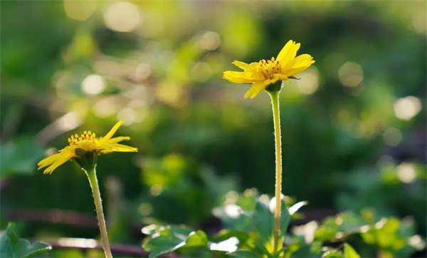 夏日好心情的祝福寄语 夏天炎热防暑关心祝福语句